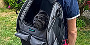 Ourson participe au concours pour gagner de l'argent avec cette photo : animal, backpack, casual_clothing, curious, daytime, dog, face, flowers, garden, grass, greenery, head, leisure, nature, outdoor, person, pet, pet_carrier, pug, summer