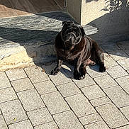 Ourson participe au concours pour gagner de l'argent avec cette photo : animal, black_dog, building, canine, companion, concrete, daylight, dog, doorway, fur, outdoor, pet, pug, quiet, relaxed, shadow, sitting, small_dog, stone_patio, sunlight