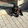 animal, black_dog, building, canine, companion, concrete, daylight, dog, doorway, fur, outdoor, pet, pug, quiet, relaxed, shadow, sitting, small_dog, stone_patio, sunlight