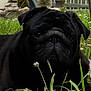 Ourson a rejoint le concours — aidez-le/la à gagner de superbes lots ! animal, black_dog, closeup, dark, dog, ears, face, flower, garden, grass, laying, nature, outdoor, pet, plant, pug, resting, shadow, small_flower, snout