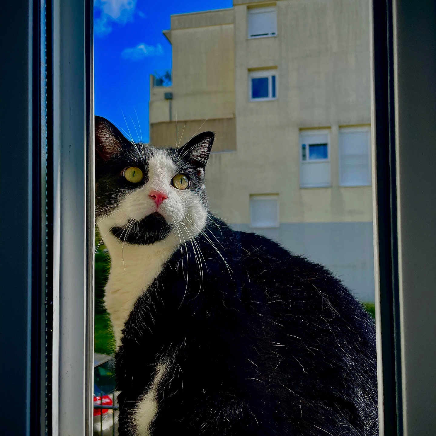 Loki a rejoint le concours — aidez-le/la à gagner de superbes lots ! abyssinian, animal, architecture, blackcat, building, cat, curtain, homedecor, kitten, manx, pet, siamese, wall, window, windowshade