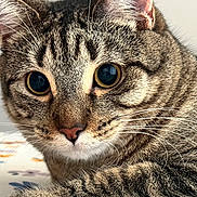Gordo joined the competition — help win amazing prizes! cat, tabby_cat, close_up, whiskers, fur, eyes, pet, animal, cute, curious, indoor, face, muzzle, nose, ears, portrait, feline, soft_light, background_blur, domestic_cat