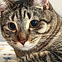 cat, tabby_cat, close_up, whiskers, fur, eyes, pet, animal, cute, curious, indoor, face, muzzle, nose, ears, portrait, feline, soft_light, background_blur, domestic_cat