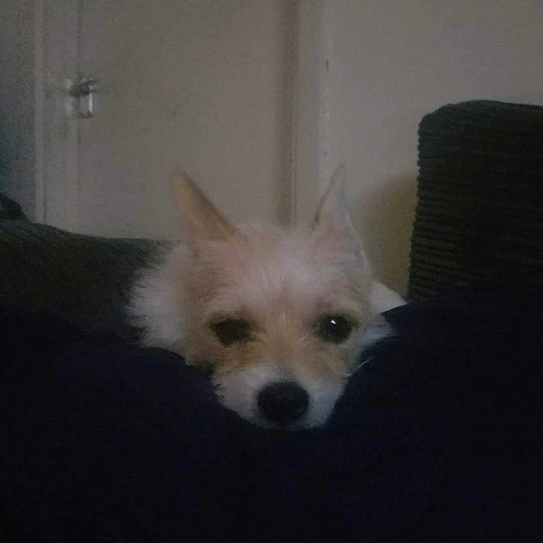 Lilly joined the competition — help win amazing prizes! animal, bed, bedroom, canine, couch, cushion, dog, door, eskimodog, face, furniture, head, homedecor, indoors, person, pet, photography, portrait, puppy, whitedog