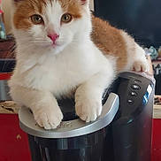 Anabel joined the competition — help win amazing prizes! cat, kitten, ginger_cat, white_fur, pink_nose, whiskers, paw, coffee_maker, appliance, countertop, indoor, living_room, portrait, closeup, sitting, curious, ears, pet, fur, adorable