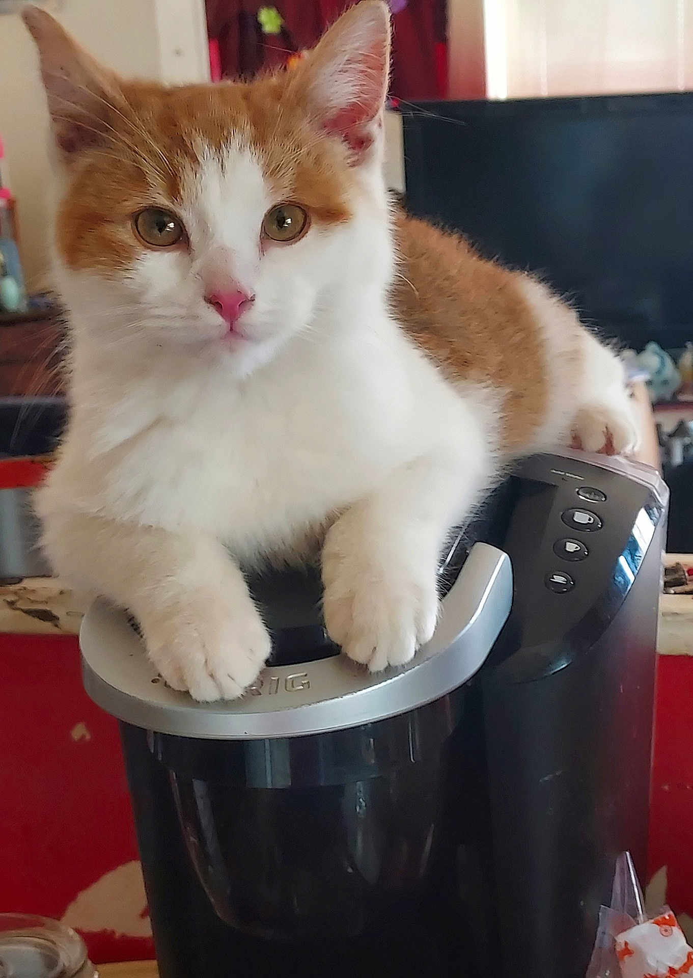 Anabel joined the competition — help win amazing prizes! cat, kitten, ginger_cat, white_fur, pink_nose, whiskers, paw, coffee_maker, appliance, countertop, indoor, living_room, portrait, closeup, sitting, curious, ears, pet, fur, adorable