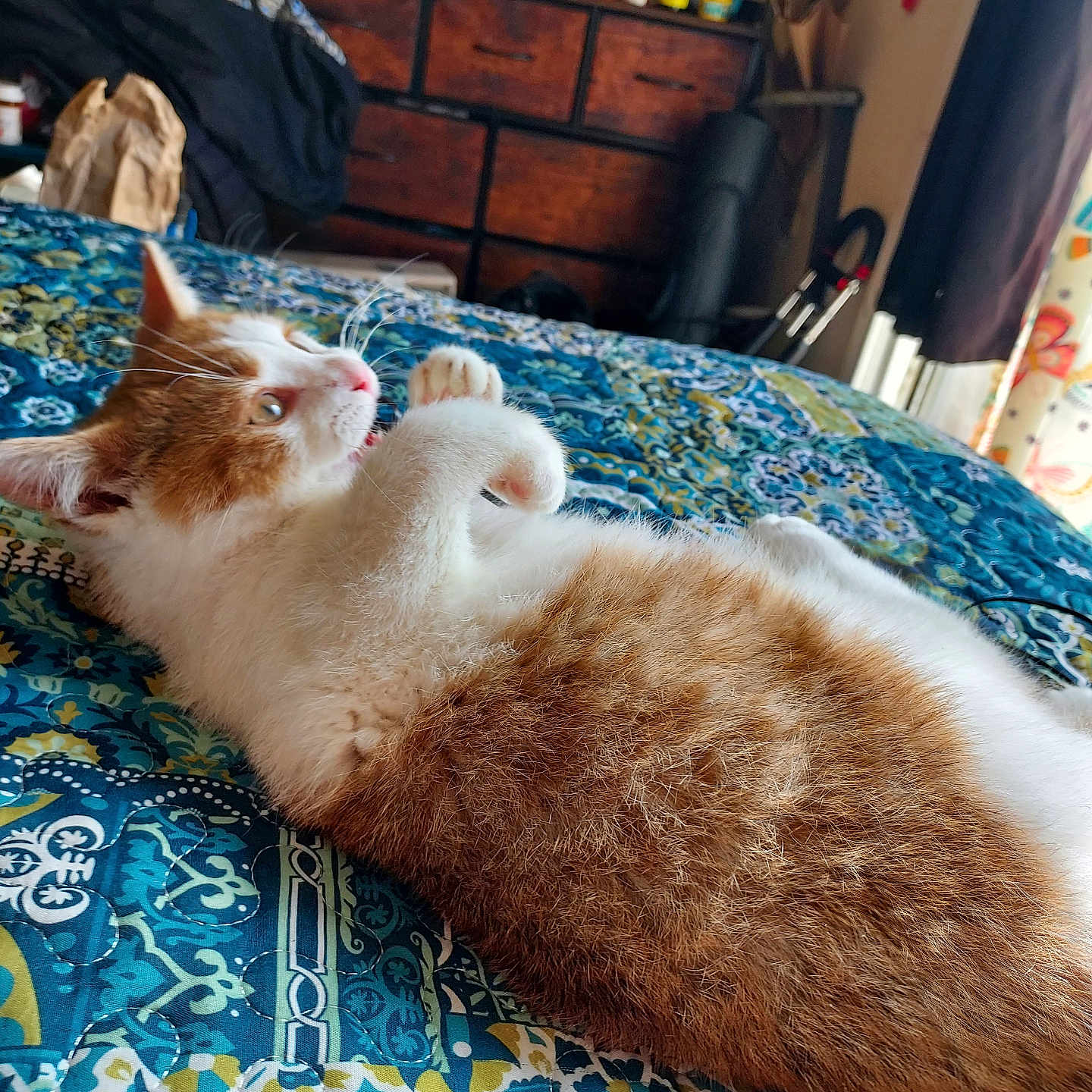 Annibel joined the competition — help win amazing prizes! bed, blanket, cat, close_up, cozy, curtain, cute, dresser, fur, home_interior, indoor, kitten, lying_down, orange_tabby, patterned_bedspread, paw, pet, resting, television, whiskers