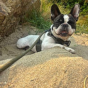 Victoire a rejoint le concours — aidez-le/la à gagner de superbes lots ! animal, canine, closeup, dog, ears, french_bulldog, grass, ground, harness, leash, muzzle, nature, outdoor, pet, playful, portrait, resting, rock, sandy, sunlight