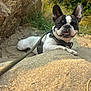 animal, canine, closeup, dog, ears, french_bulldog, grass, ground, harness, leash, muzzle, nature, outdoor, pet, playful, portrait, resting, rock, sandy, sunlight