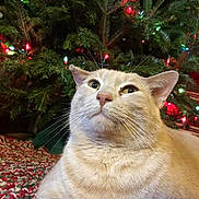 Peach is registered to the contest to win money with this photo: cat, cream_colored, christmas_tree, holiday_lights, festive, indoor, pet, whiskers, fur, close_up, cozy, knit_blanket, relaxed, animal, cute, holiday, decorations, christmas, tree, lighting