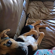 Frankie joined the competition — help win amazing prizes! dog, leather_couch, indoor, relaxed, lying_down, curious, brown, black, tan, white, pet, pajamas, text, rudolph, cozy, person_partial, animal, home, casual, resting