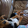 dog, leather_couch, indoor, relaxed, lying_down, curious, brown, black, tan, white, pet, pajamas, text, rudolph, cozy, person_partial, animal, home, casual, resting
