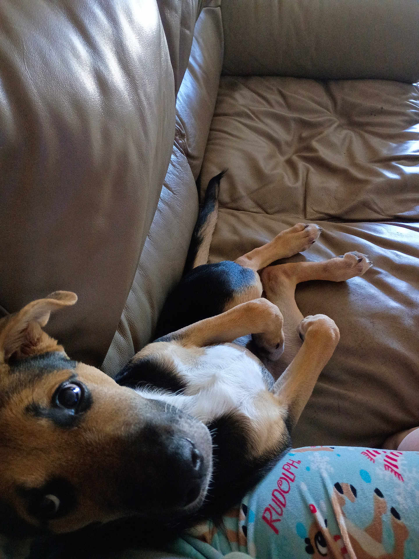 Frankie