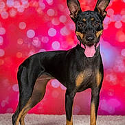Bella is registered to the contest to win money with this photo: dog, black_dog, tan_markings, standing, tongue_out, perked_ears, carpet, indoor, portrait, pet, canine, happy, bokeh_background, red_background, pink_background, fur, animal, alert, studio_photo, cute