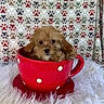 Piper is registered to the contest to win money with this photo: adorable, animal, blanket, brown_fur, camera_facing, cozy, cute, dog, fluffy, indoor, paw_prints, pet, portrait, puppy, red_cup, sitting, small_dog, teacup, whimsical, white_fur