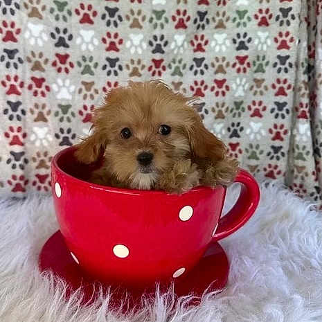 Piper