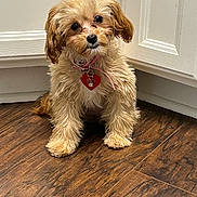 Piper is registered to the contest to win money with this photo: animal, brown_fur, collar, cute, dog, door, fluffy, hardwood_floor, heart_tag, home, indoors, looking_at_camera, pet, portrait, puppy, sitting, small_dog, tan_fur, wall, wood_floor