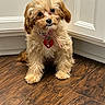 animal, brown_fur, collar, cute, dog, door, fluffy, hardwood_floor, heart_tag, home, indoors, looking_at_camera, pet, portrait, puppy, sitting, small_dog, tan_fur, wall, wood_floor