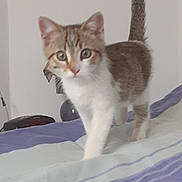 Tarzan participe au concours pour gagner de l'argent avec cette photo : abyssinian, angora, animal, bed, bedroom, blanket, cat, furniture, indoors, kitten, manx, pet, room, siamese