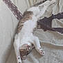 Tarzan participe au concours pour gagner de l'argent avec cette photo : abyssinian, accessories, animal, bed, bedroom, blanket, cat, couch, cushion, egyptiancat, furniture, homedecor, indoors, kitten, manx, person, pet, room, sleeping, white