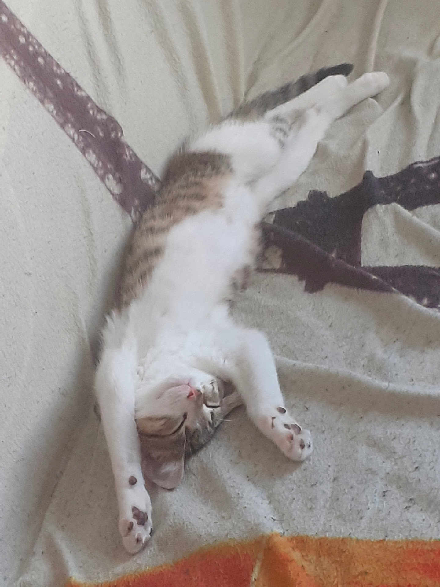 Tarzan