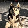 dog, husky, snow, outdoor, animal, pet, paw, fur, blue_eyes, winter, playful, canine, mammal, snowflakes, portrait, cold, night, shadow, background, cute