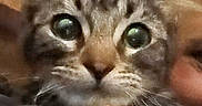 Tigi Roo joined the competition — help win amazing prizes! animal, blur, candid, cat, close_up, companion, cute, ears, expression, face, feline, fur, human, indoor, person, pet, portrait, tabby, whiskers, wide_eyes