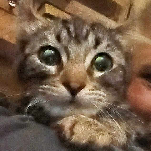 Tigi Roo