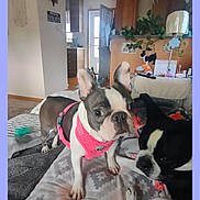 Coco Bean is registered to the contest to win money with this photo: dog, boston_terrier, pet, indoor, bed, blanket, pink_harness, curious, relaxed, houseplant, lamp, living_room, cozy, furniture, wooden_floor, door, home, canine, companion, resting