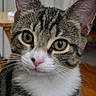 cat, tabby_cat, kitten, animal, pet, portrait, close_up, face, eyes, ears, whiskers, pink_nose, fur, striped_fur, white_chest, indoors, wood_floor, curious, alert, photography