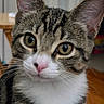 cat, tabby_cat, pet, animal, feline, close_up, portrait, whiskers, green_eyes, pink_nose, large_ears, striped_fur, white_chest, fluffy, curious, alert, indoor, home, wood_floor, face