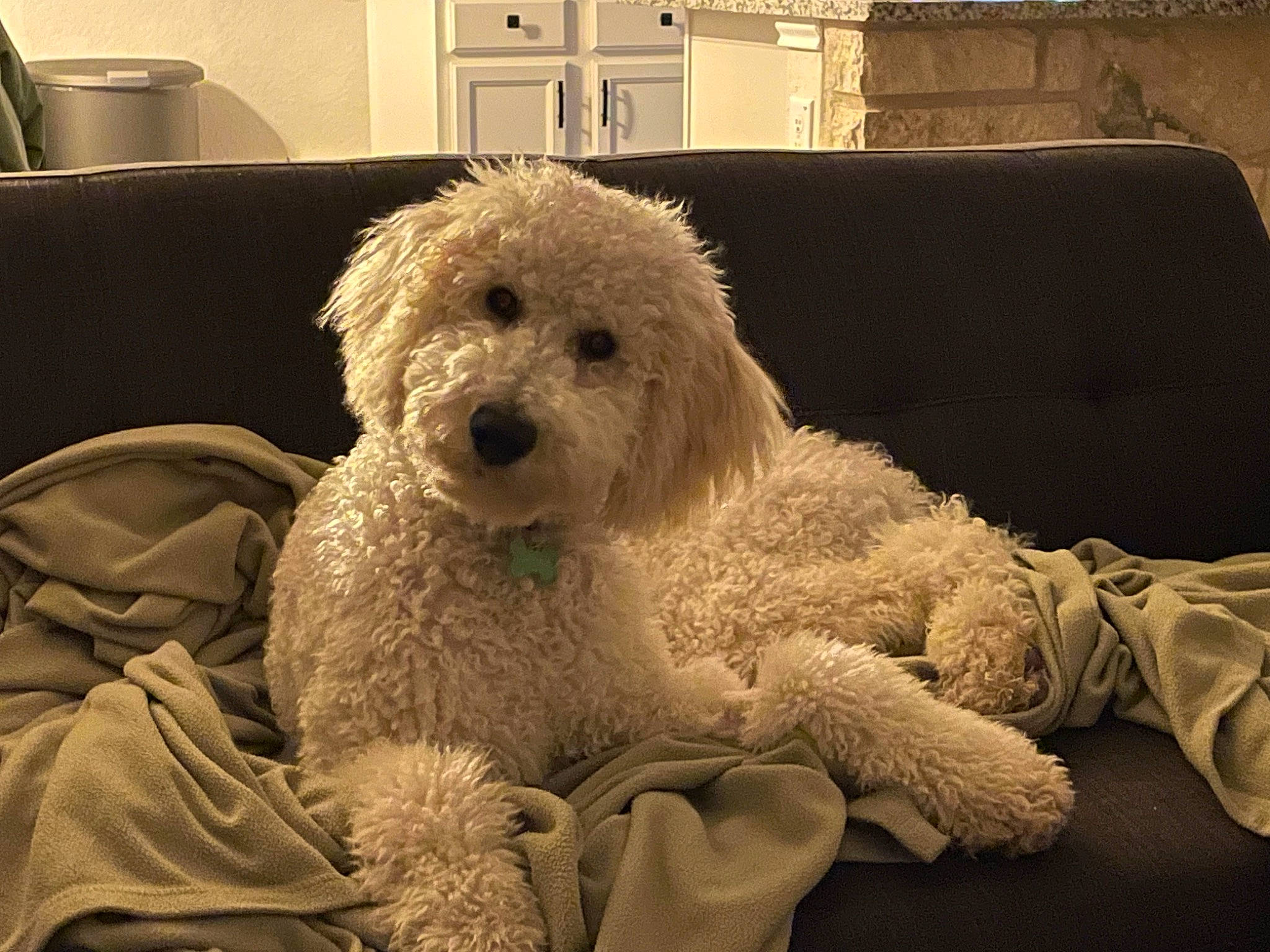 Gilbert joined the competition — help win amazing prizes! canidae, carnivore, comfort, companion_dog, couch, dog, dog_breed, eyewear, fur, labradoodle, poodle, poodle_crossbreed, room, snout, sporting_group, terrier, toy_dog, water_dog, window, working_animal