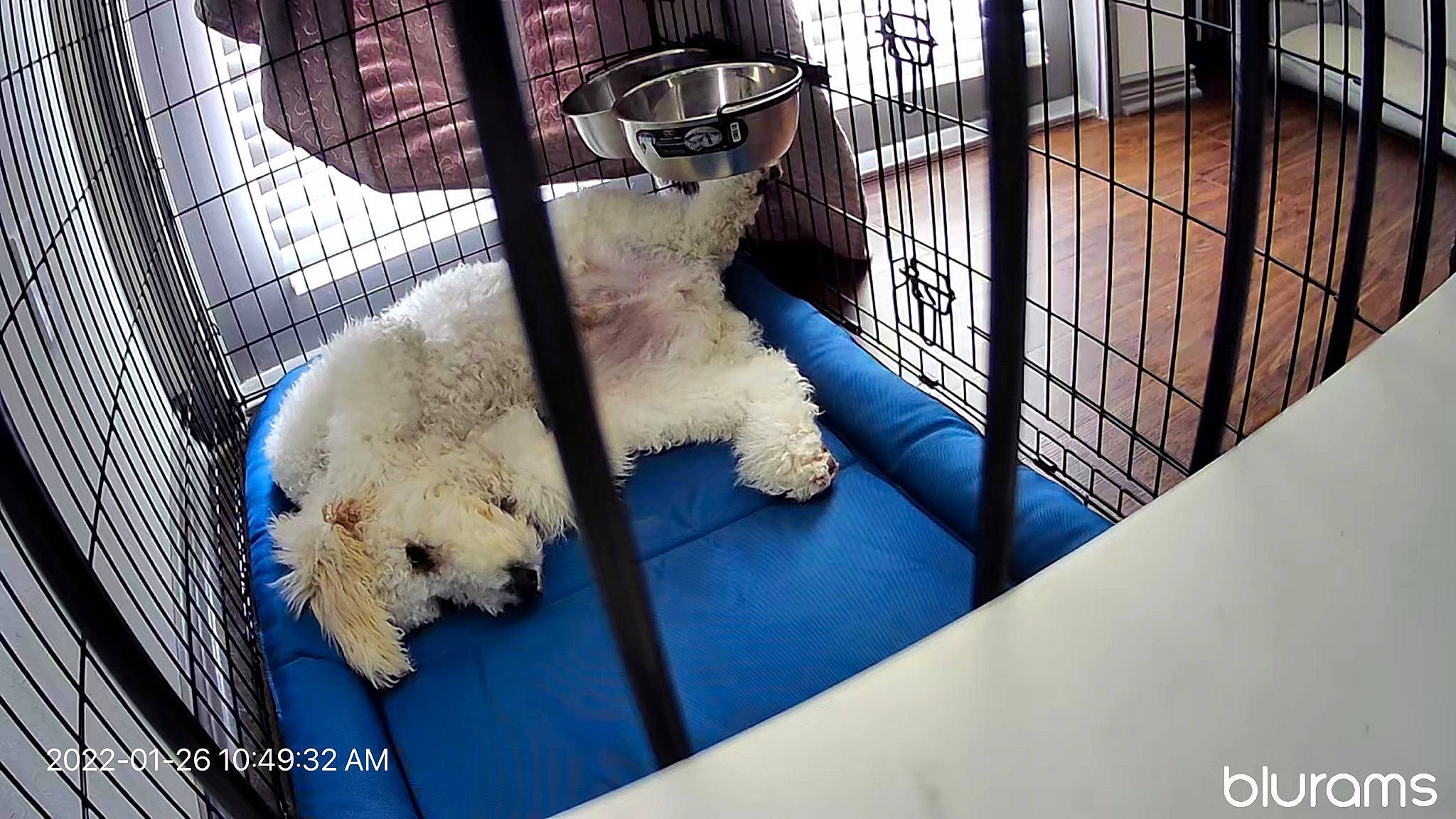 Gilbert joined the competition — help win amazing prizes! animal_shelter, cage, canidae, carnivore, companion_dog, dog, dog_breed, dog_supply, fawn, fur, labradoodle, metal, pet_supply, poodle, snout, sporting_group, terrier, toy, toy_dog, working_animal