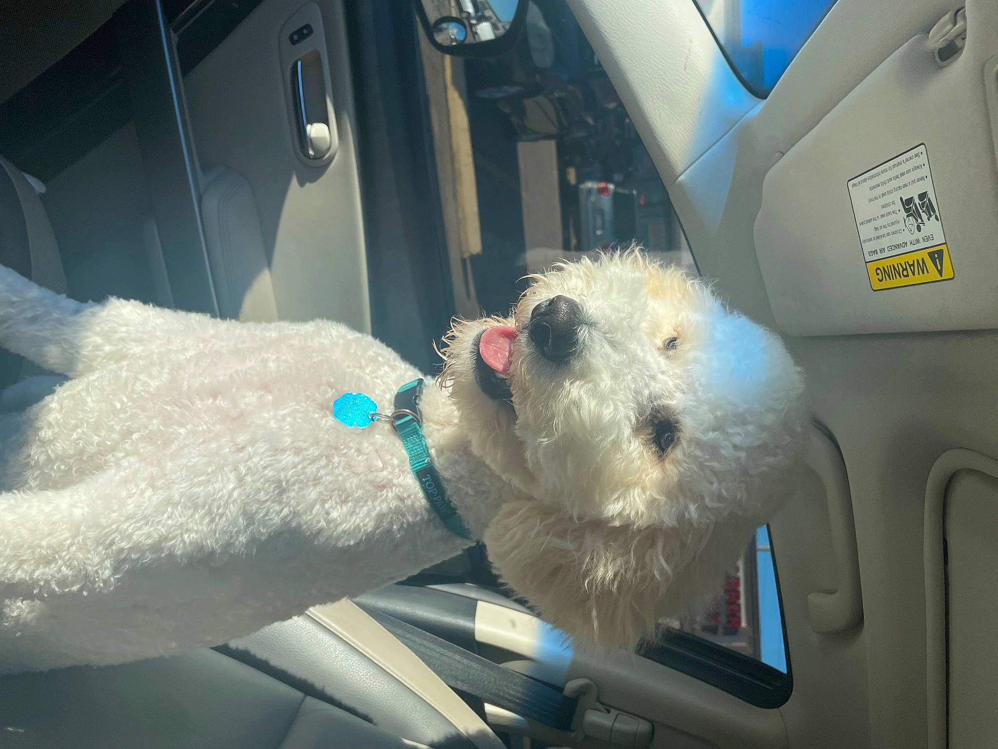 Gilbert is registered to the contest to win money with this photo: auto_part, automotive_design, automotive_exterior, car, car_seat, car_seat_cover, carnivore, companion_dog, dog, dog_breed, fixture, glass, motor_vehicle, seat_belt, snout, stuffed_toy, vehicle, vehicle_door, window, windshield