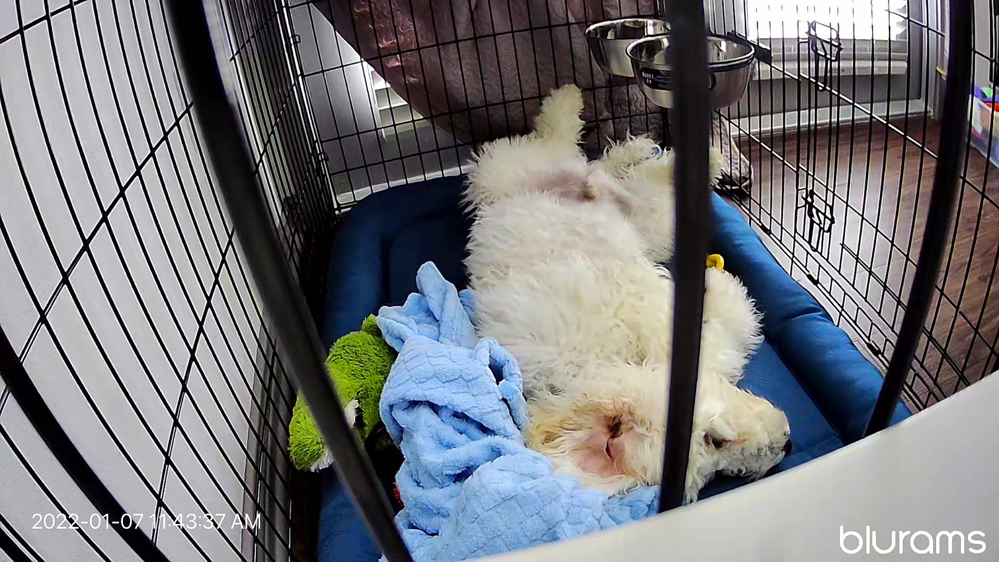 Gilbert is registered to the contest to win money with this photo: animal_shelter, cage, canidae, carnivore, cat, comfort, companion_dog, felidae, fence, fur, livestock, mesh, pet_supply, poultry, service, small_to_medium_sized_cats, snout, sporting_group, toy, whiskers