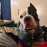 Envy is registered to the contest to win money with this photo: dog, hoodie, bed, blanket, indoor, pet, curious, canine, fur, collar, black_and_white, face, portrait, cozy, cute, animal, domestic, looking, ears, nose