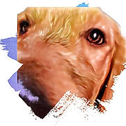 Mick is registered to the contest to win money with this photo: dog, close_up, face, animal, portrait, brown_fur, eyes, snout, artistic, abstract, brushstroke, canine, pet, muzzle, expression, texture, fur, animal_portrait, head, creative