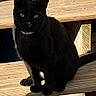 black_cat, cat, pet, animal, wooden_steps, outdoor, sunlight, shadow, collar, feline, sitting, curious, nature, daylight, quiet, wood_texture, closeup, domestic_cat, alone, resting