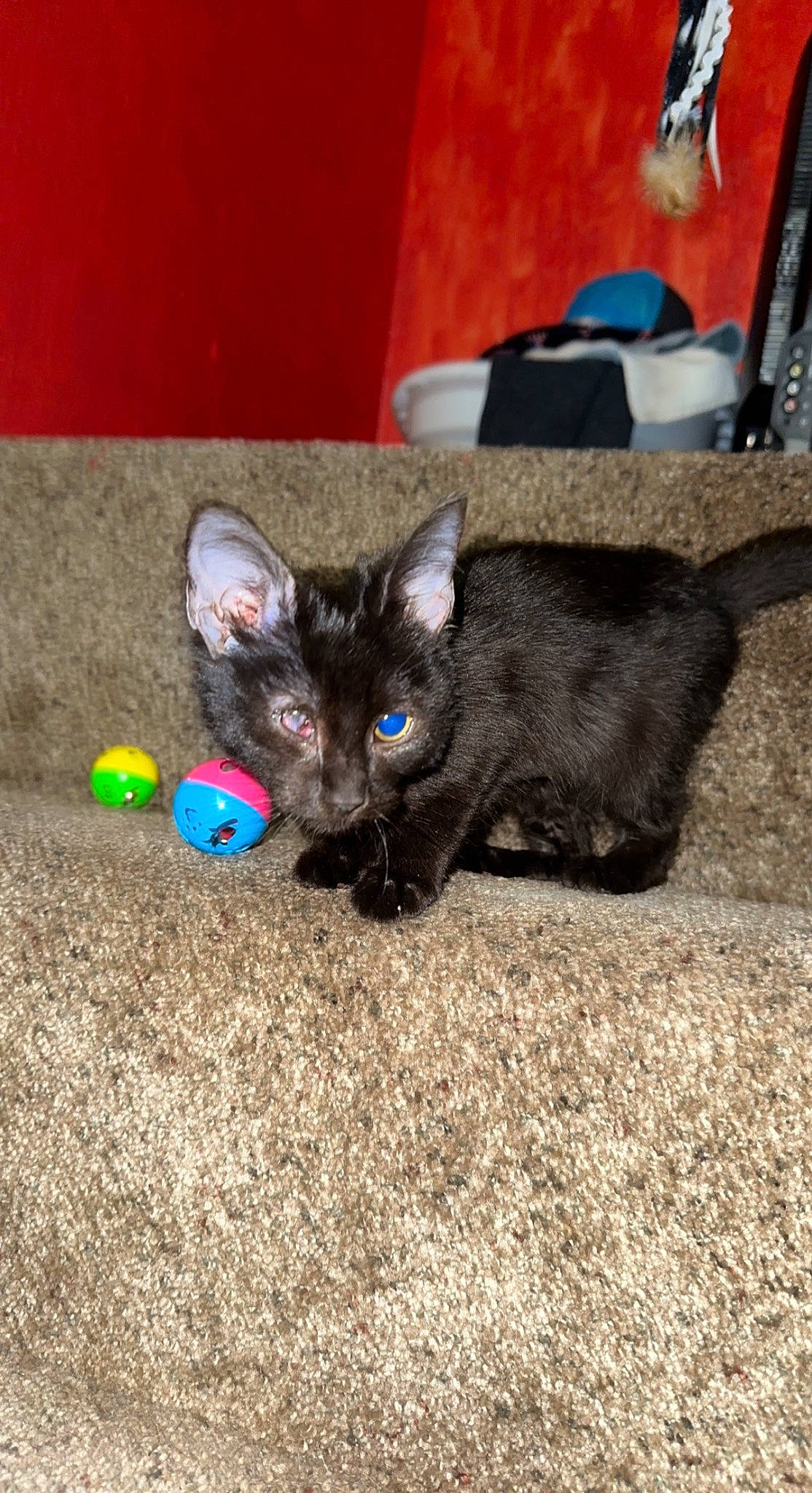 Iris is registered to the contest to win money with this photo: bombay, carnivore, cat, cat_toy, claw, comfort, dog_breed, domestic_short_haired_cat, felidae, flooring, foot, fur, mammal, paw, small_to_medium_sized_cats, snout, tail, terrestrial_animal, vertebrate, whiskers