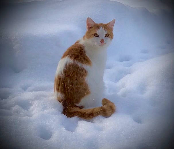 Mr. Jinks joined the competition — help win amazing prizes! carnivore, cat, domestic_short_haired_cat, fawn, felidae, foot, freezing, fur, paw, small_to_medium_sized_cats, snout, snow, tail, terrestrial_animal, whiskers, wildlife, winter, wood