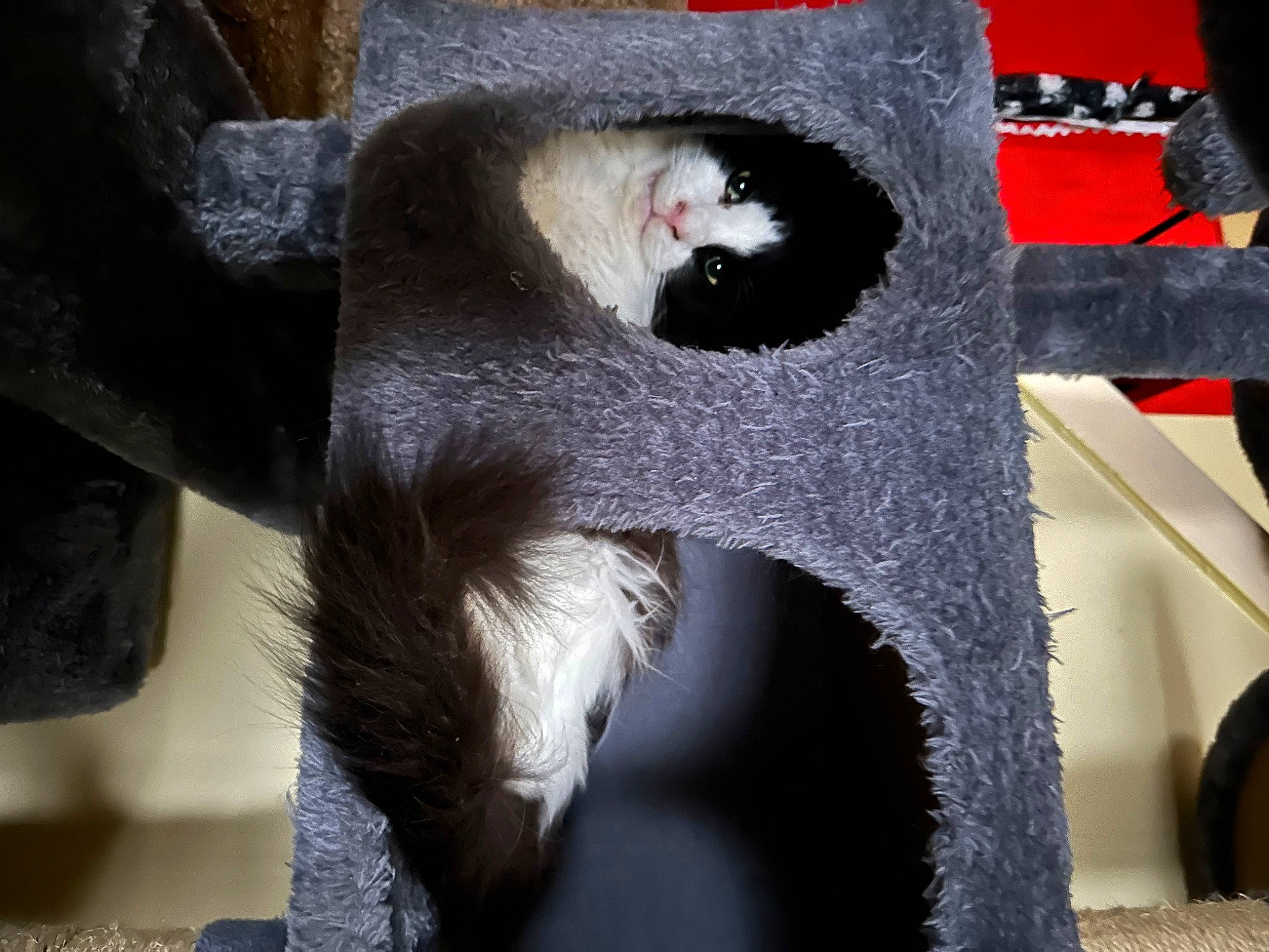 Vintage joined the competition — help win amazing prizes! automotive_wheel_system, carnivore, cat, cat_bed, cat_furniture, cat_supply, chair, domestic_short_haired_cat, fawn, felidae, fur, pet_supply, plant, small_to_medium_sized_cats, snout, tail, terrestrial_animal, tree, whiskers, window