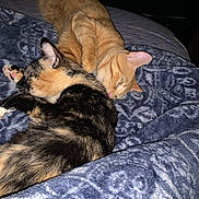 Cali And Simba joined the competition — help win amazing prizes! animal, bed, blanket, cat, cats, close_up, companion, cozy, cute, domestic_animal, feline, friendship, fur, ginger_cat, indoor, pet, resting, sleeping, snuggling, tortoiseshell_cat
