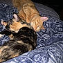 animal, bed, blanket, cat, cats, close_up, companion, cozy, cute, domestic_animal, feline, friendship, fur, ginger_cat, indoor, pet, resting, sleeping, snuggling, tortoiseshell_cat