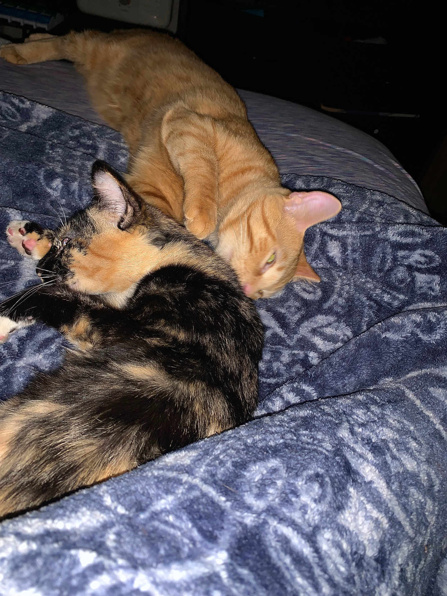 Cali And Simba joined the competition — help win amazing prizes! animal, bed, blanket, cat, cats, close_up, companion, cozy, cute, domestic_animal, feline, friendship, fur, ginger_cat, indoor, pet, resting, sleeping, snuggling, tortoiseshell_cat