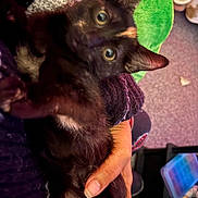 Binks is registered to the contest to win money with this photo: animal, black_cat, blanket, closeup, comfort, cozy, curious, cute, domestic, eyes, fur, hand, holding, indoors, kitten, pet, resting, soft, warm, young
