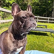 Gru is registered to the contest to win money with this photo: animal, bench, brown, canine, closeup, daylight, dog, ears, fence, french_bulldog, grass, greenery, nature, outdoor, pet, portrait, serious_expression, snout, sunlight, white_chest