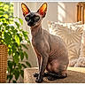 cat, sphynx_cat, hairless_cat, pet, animal, sitting, portrait, indoors, sunlight, living_room, scratching_post, plant, potted_plant, cushions, pillows, home_decor, wrinkles, large_ears, green_eyes, cozy