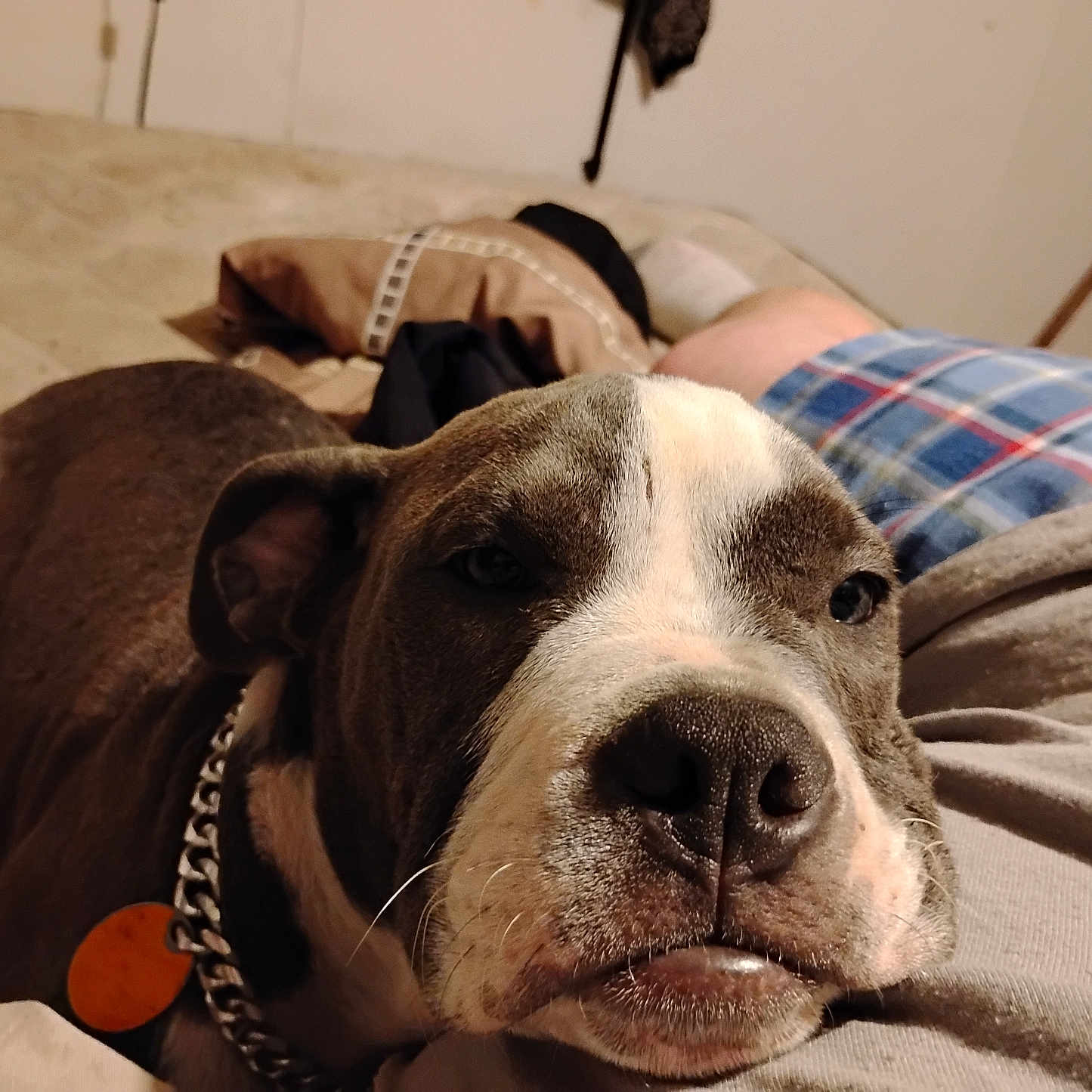 Jugg Head joined the competition — help win amazing prizes! animal, blanket, bodypart, boxer, bulldog, canine, couch, dog, finger, furniture, hand, homedecor, hound, labradorretriever, linen, person, pet, pitbull, pointer, puppy