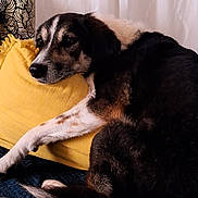Ohana participe au concours pour gagner de l'argent avec cette photo : dog, couch, yellow_pillow, resting, indoor, fur, black_and_white, pet, relaxed, home, cozy, animal, canine, comfort, laying_down, soft_light, decor, furniture, closeup, quiet