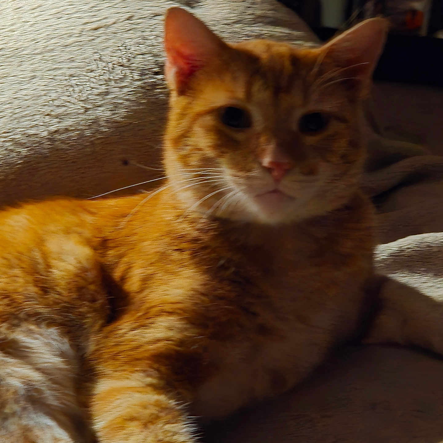 Pretty Boy